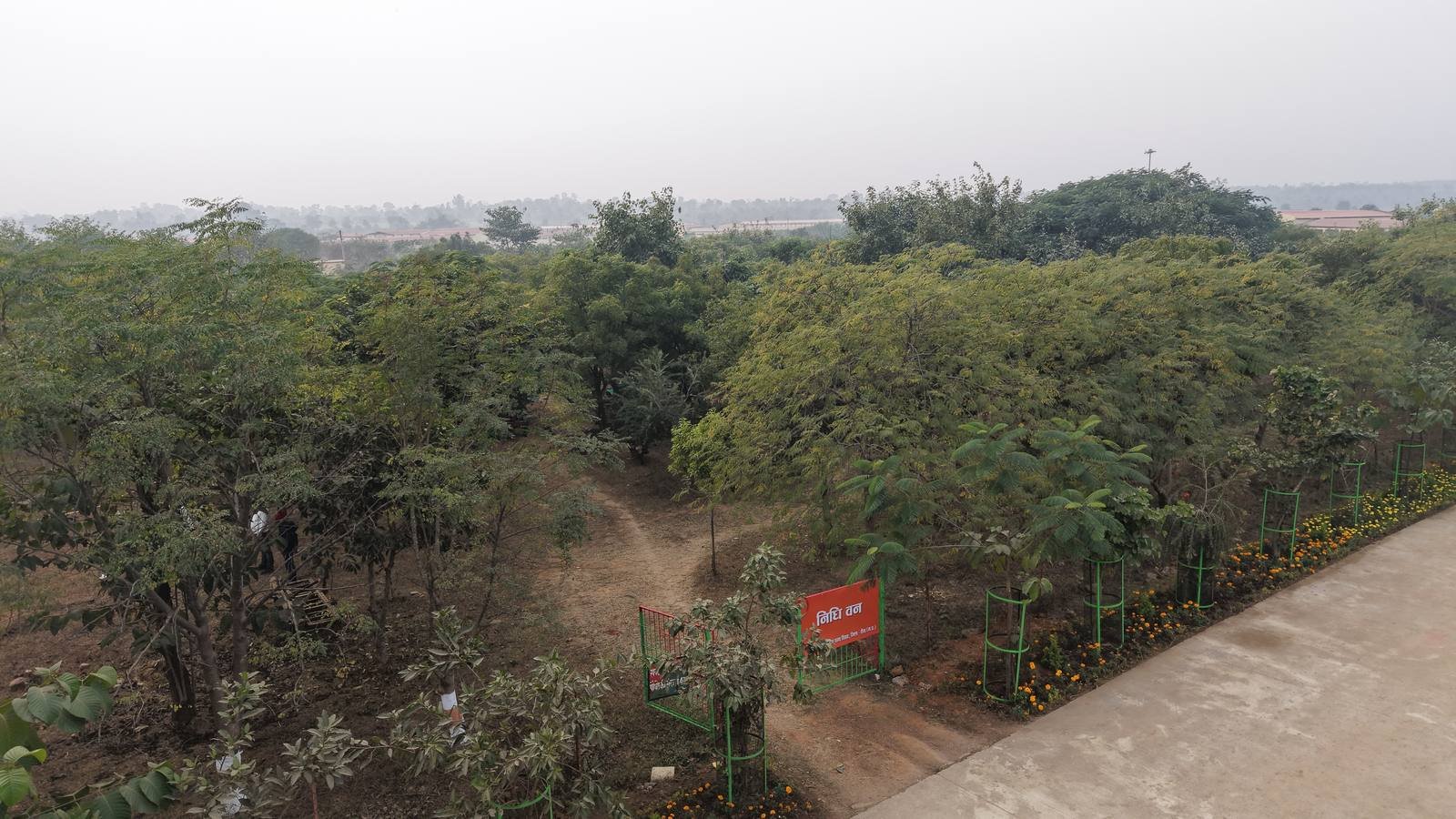 जंगल क्षेत्र